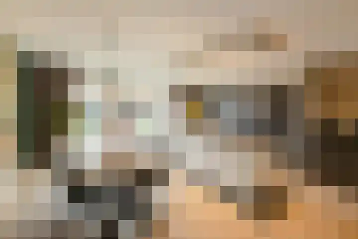 Lijster 83 Raalte thumbnail 15