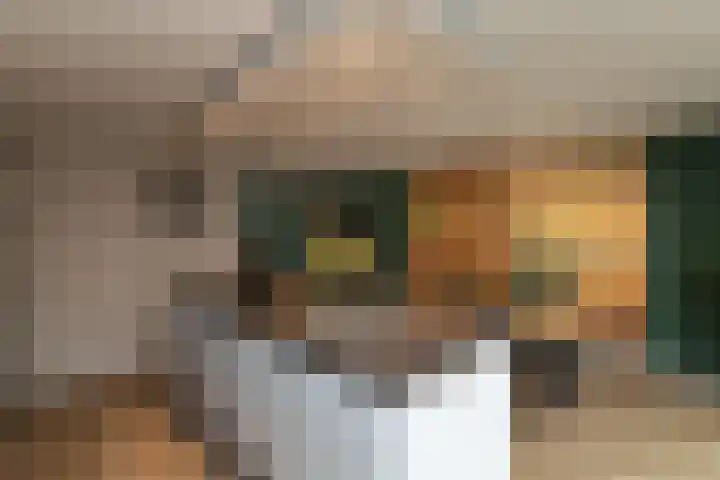 Lijster 83 Raalte thumbnail 18