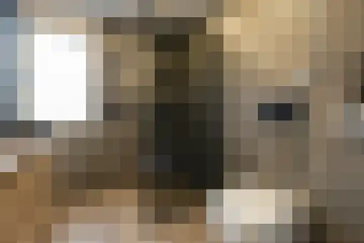 Lijster 83 Raalte thumbnail 29