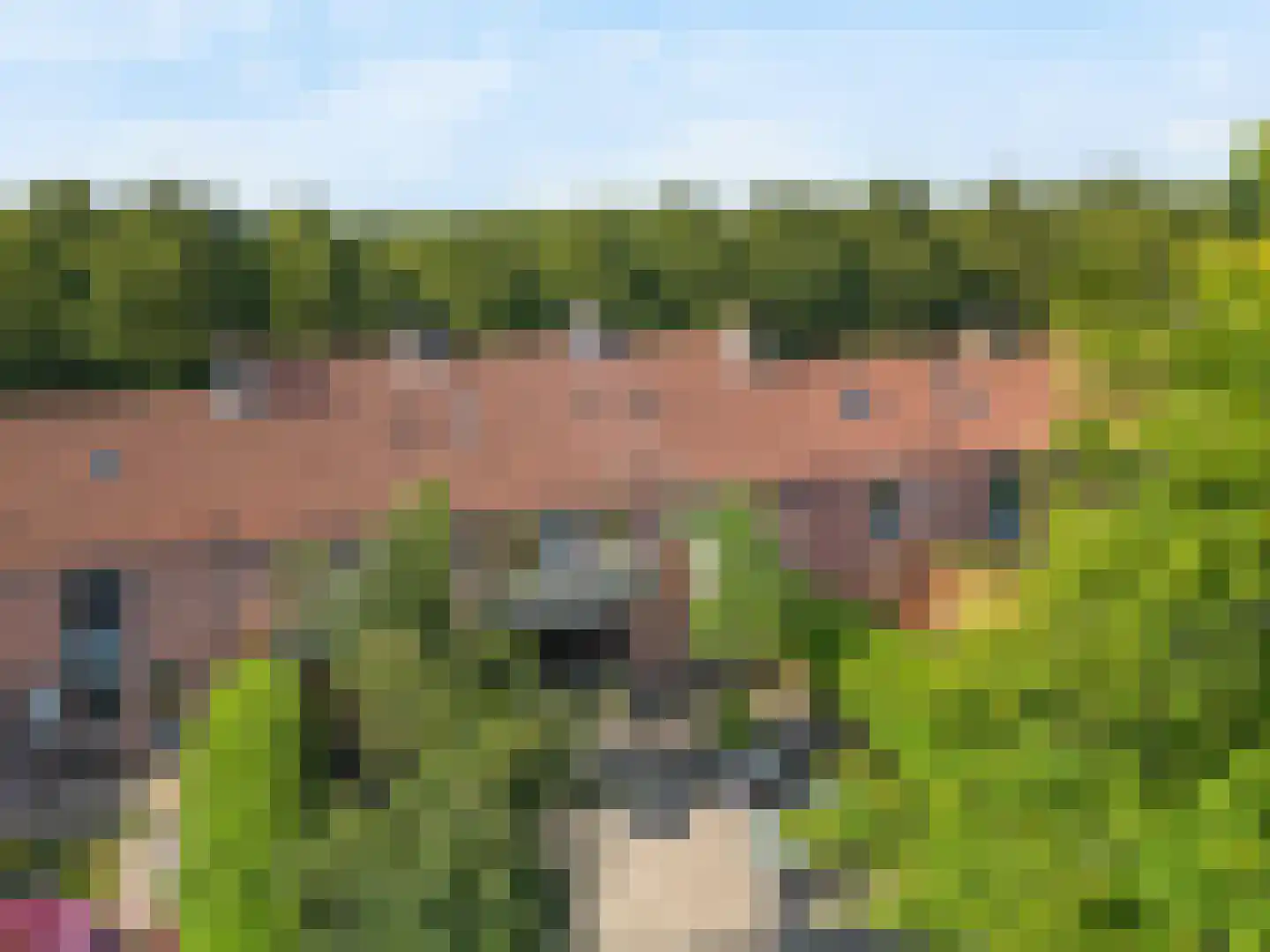Lijster 85 Hoorn thumbnail 10