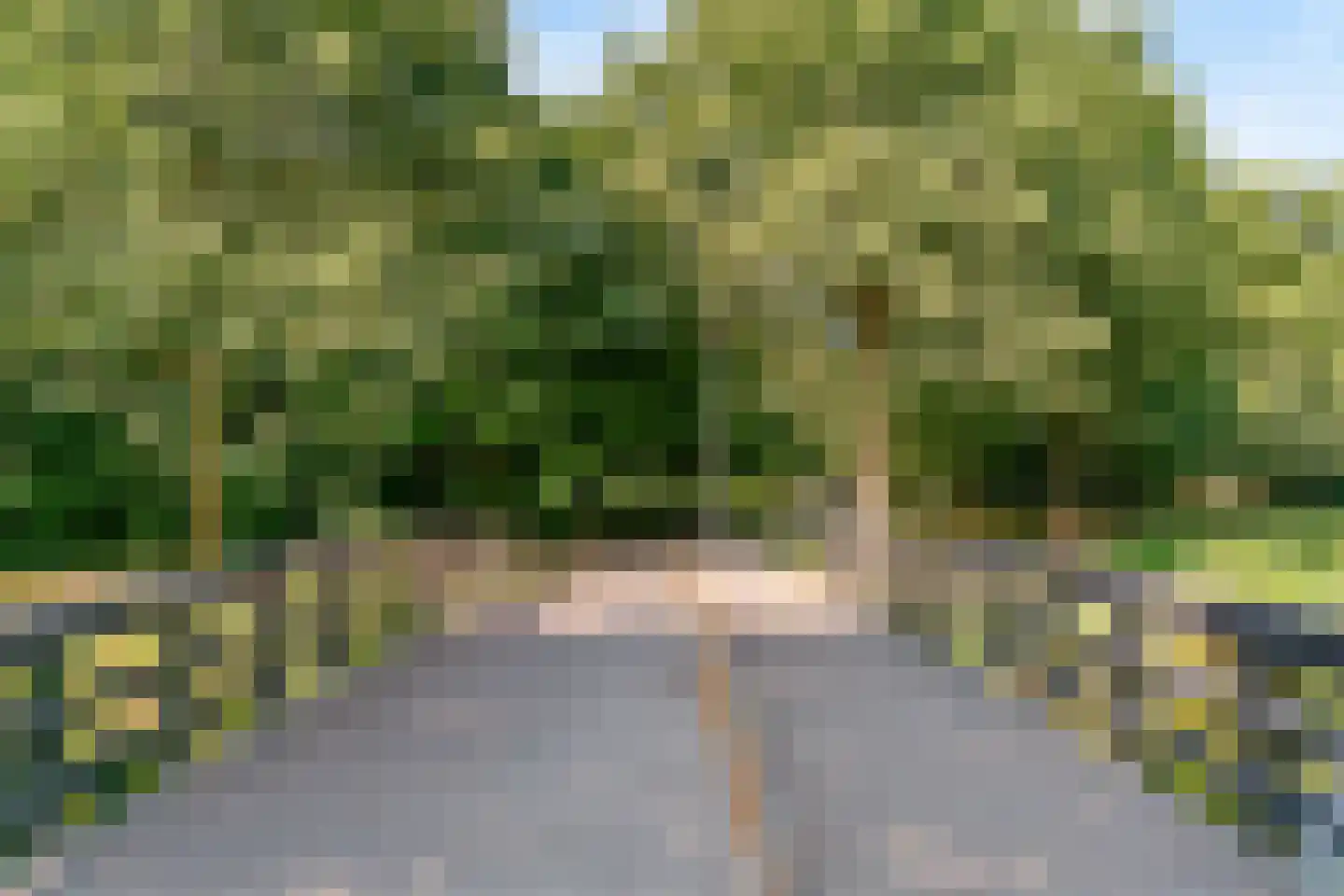 Lijster 85 Hoorn thumbnail 25