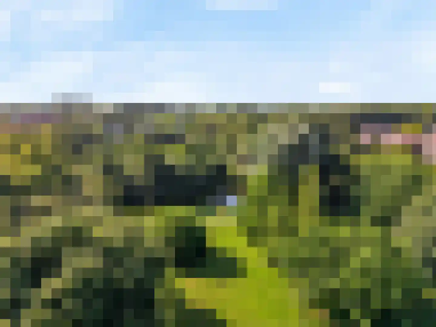Lijster 85 Hoorn thumbnail 27