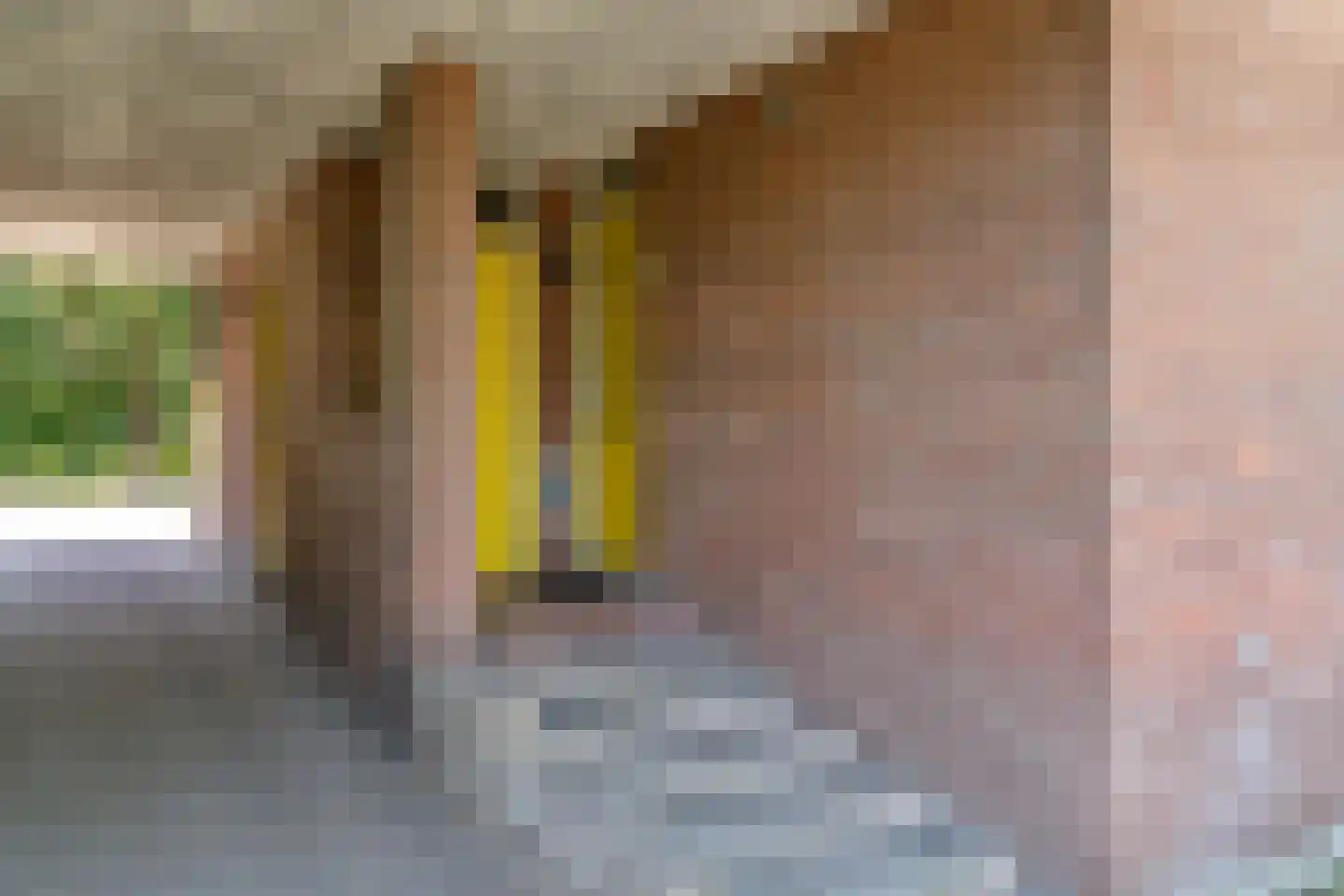 Lijster 85 Hoorn thumbnail 9