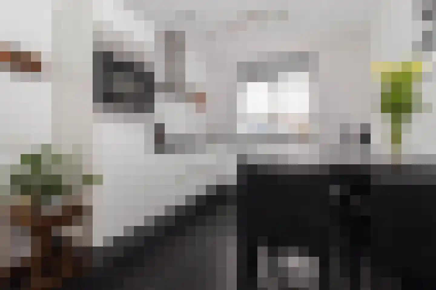 Lijster 9 Eijsden thumbnail 11