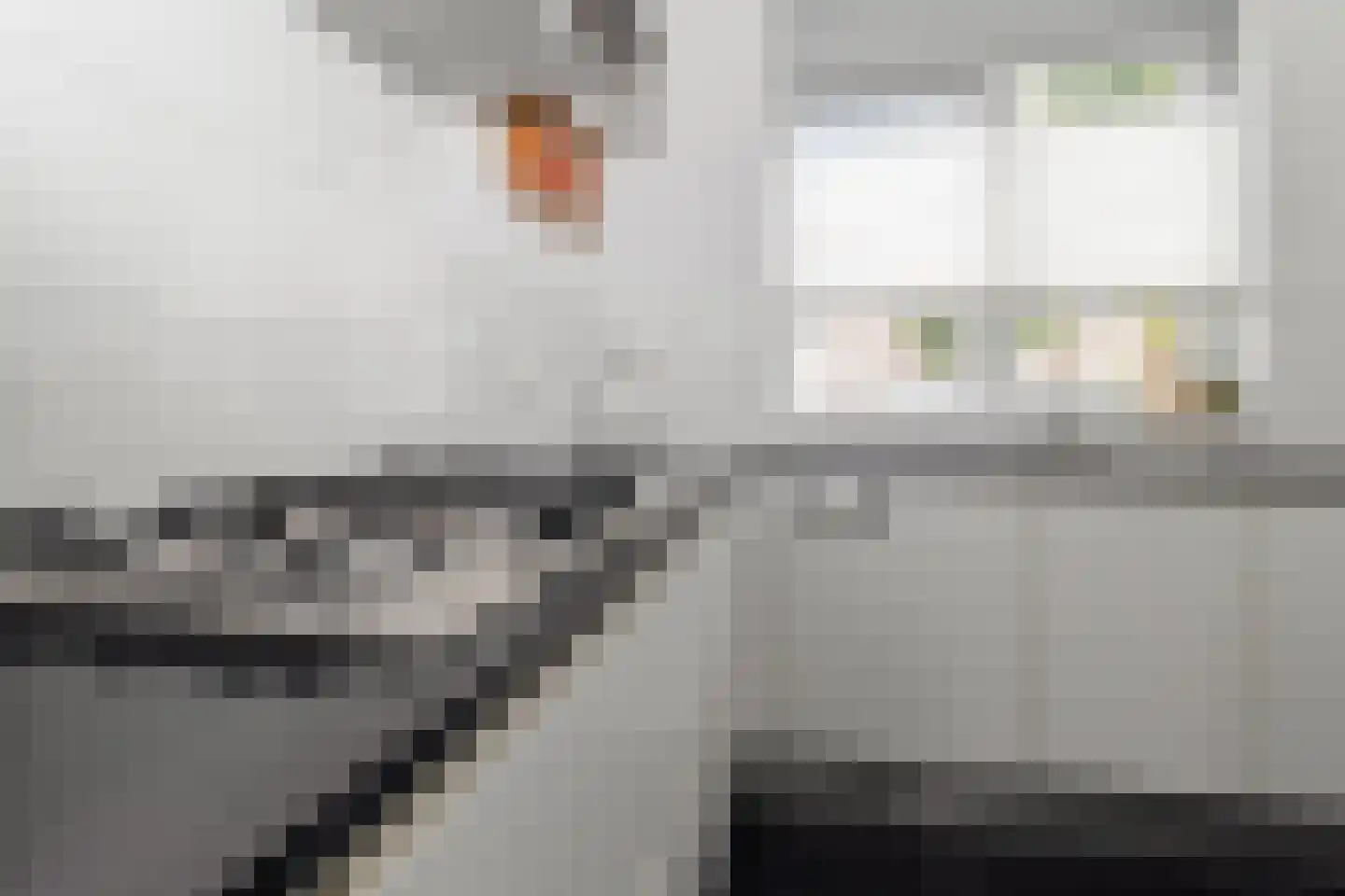 Lijster 9 Eijsden thumbnail 12