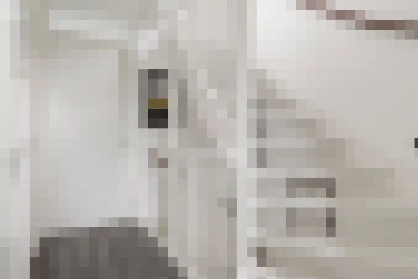 Lijster 9 Eijsden thumbnail 14