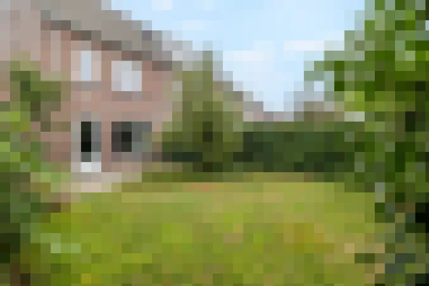Lijster 9 Eijsden thumbnail 31