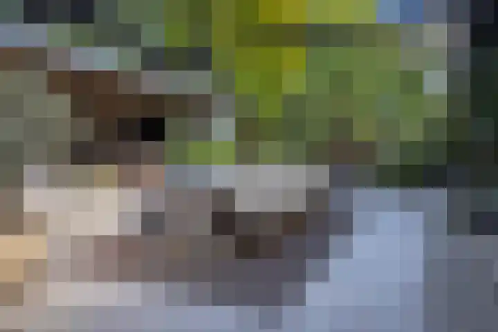 Lijsterbes 16 Krimpen aan den IJssel thumbnail 50