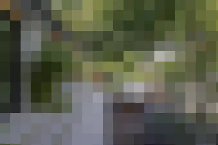 Lijsterbes 16 Krimpen aan den IJssel thumbnail 58