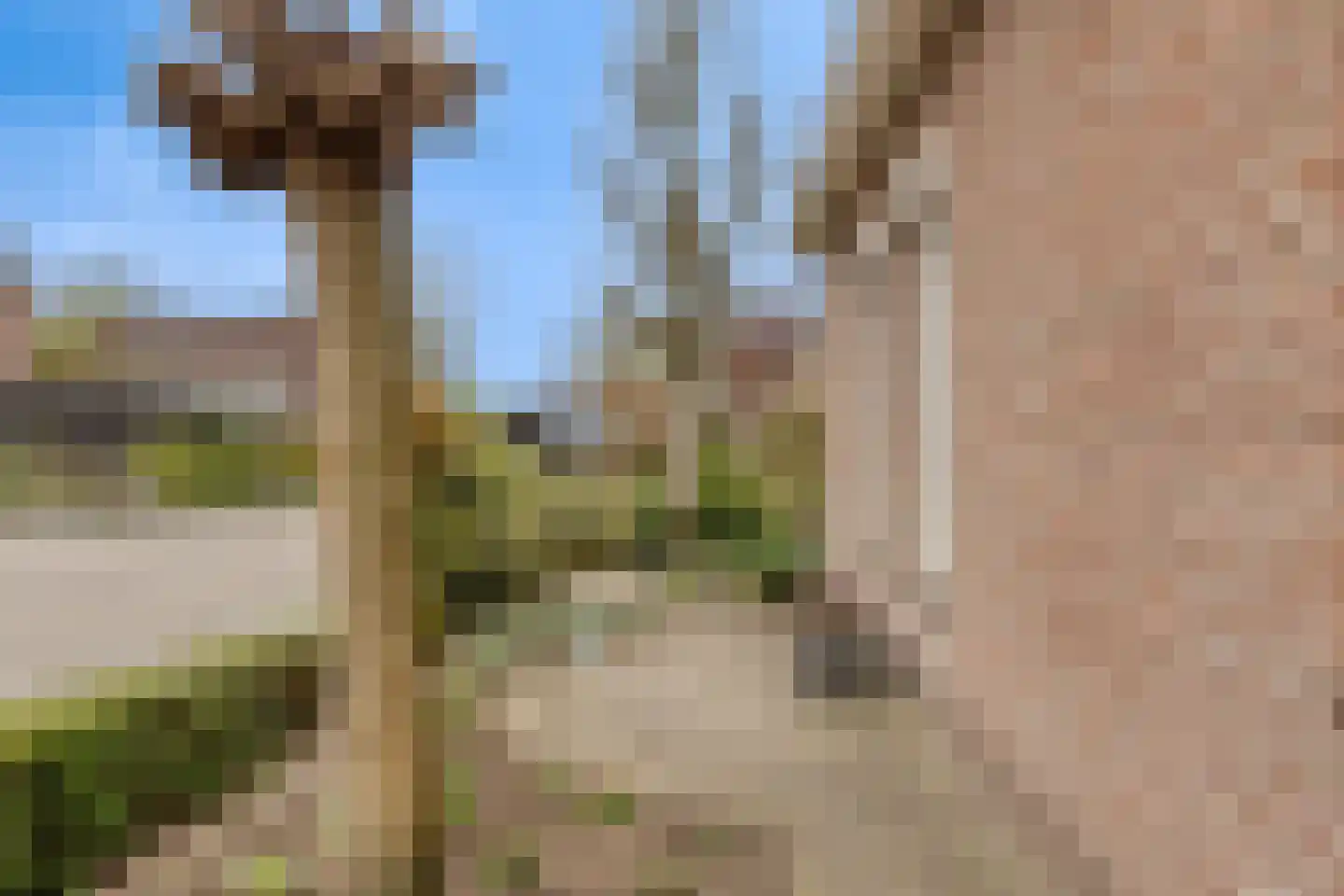 Lijsterbes 19 Heino thumbnail 48