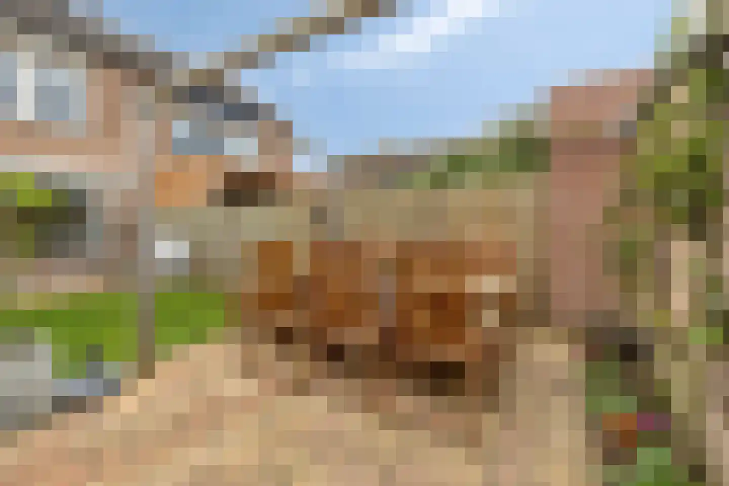 Lijsterbes 47 Best thumbnail 32