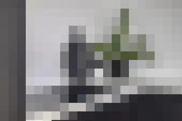 Lijsterbes 5 Best thumbnail 21