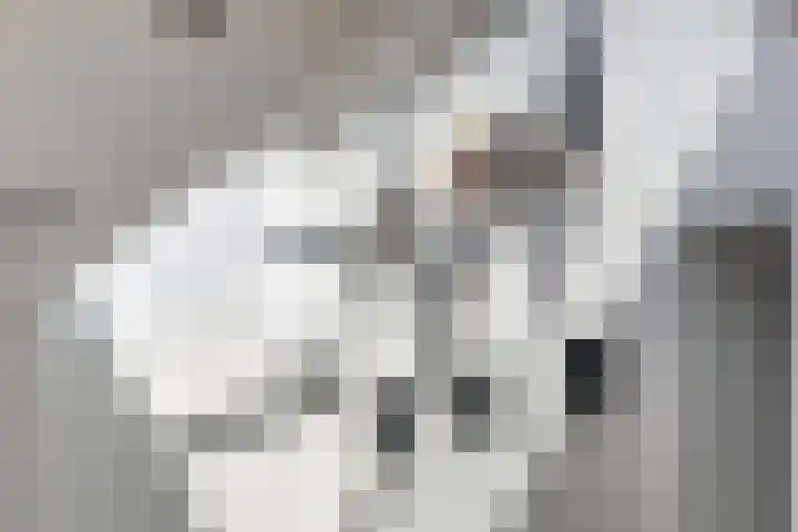 Lijsterbes 5 Best thumbnail 22