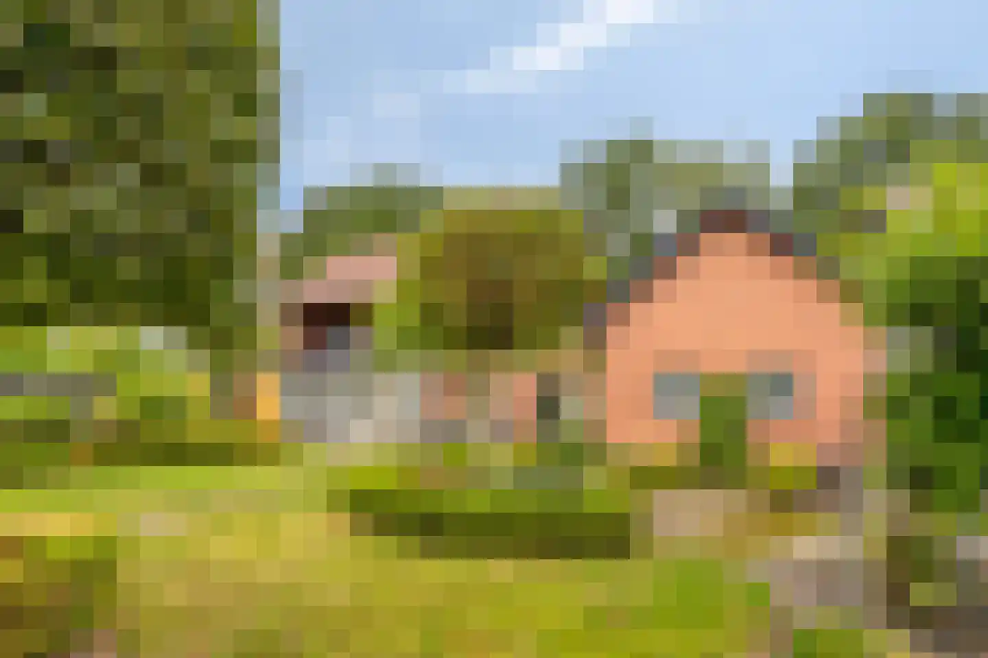 Lijsterbesdreef 11 Bergeijk thumbnail 39