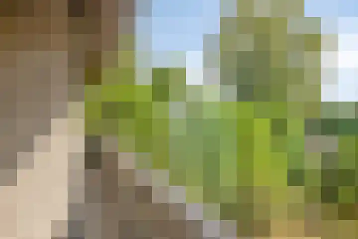 Lijsterbesdreef 27 Bergeijk thumbnail 23