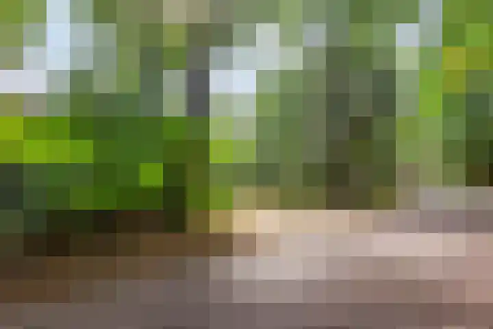 Lijsterbesdreef 27 Bergeijk thumbnail 29