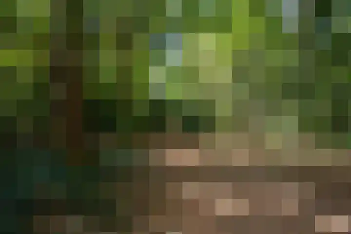 Lijsterbesdreef 27 Bergeijk thumbnail 31