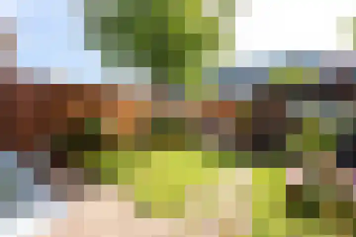 Lijsterbeslaan 10 Castricum thumbnail 16