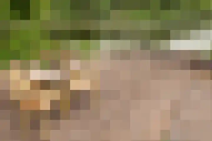 Lijsterbeslaan 15 Doesburg thumbnail 16