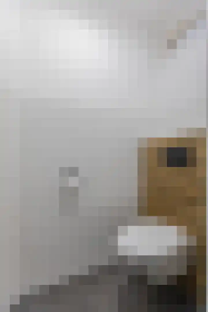 Lijsterbeslaan 17 Duiven thumbnail 9