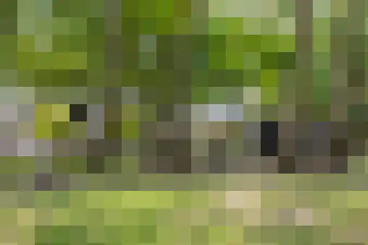 Lijsterbeslaan 31 Rosmalen thumbnail 50