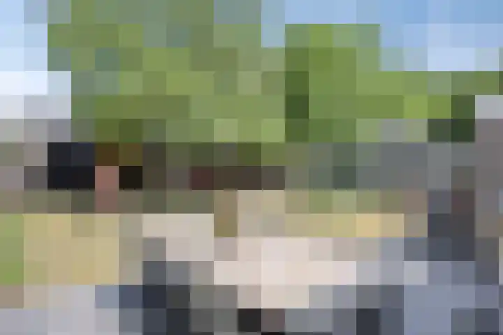 Lijsterbeslaan 32 Rosmalen thumbnail 36