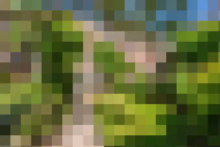 Lijsterbeslaan 52 Rijswijk thumbnail 63