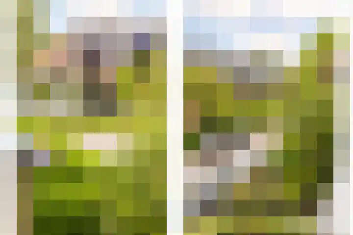 Lijsterbeslaan 94 Rotterdam thumbnail 37