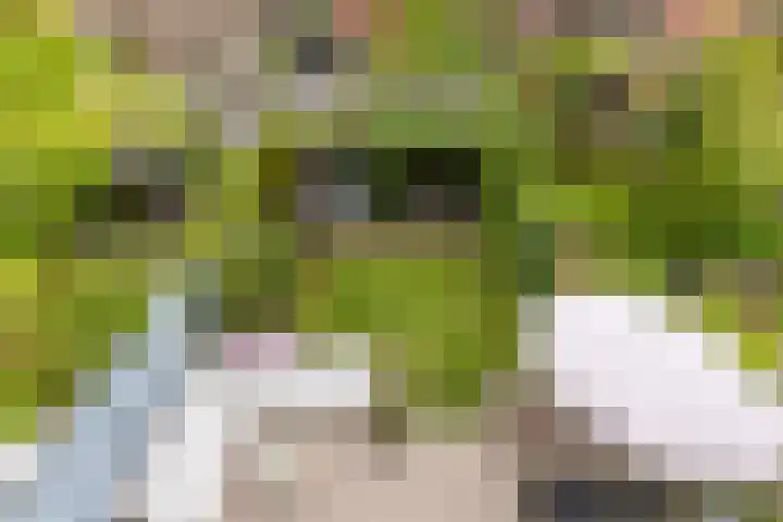 Lijsterbeslaan 94 Rotterdam thumbnail 5