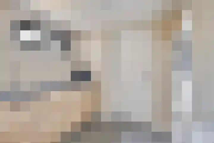 Lijsterbespad 27 Kessel thumbnail 18