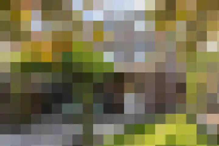 Lijsterbesstraat 18 Brunssum thumbnail 33