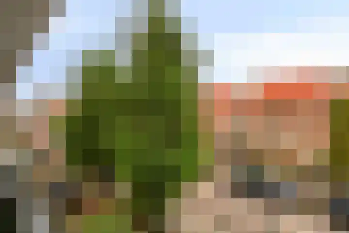 Lijsterbesstraat 21 Zaandam thumbnail 34