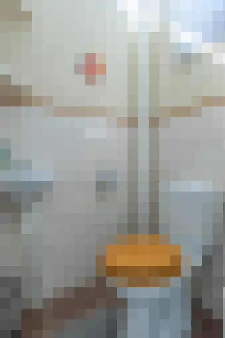 Lijsterbesstraat 3 Musselkanaal thumbnail 18