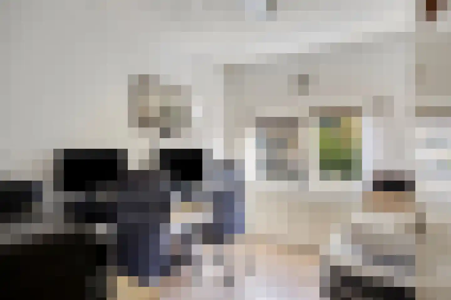 Lijsterbesstraat 78 Dordrecht thumbnail 8