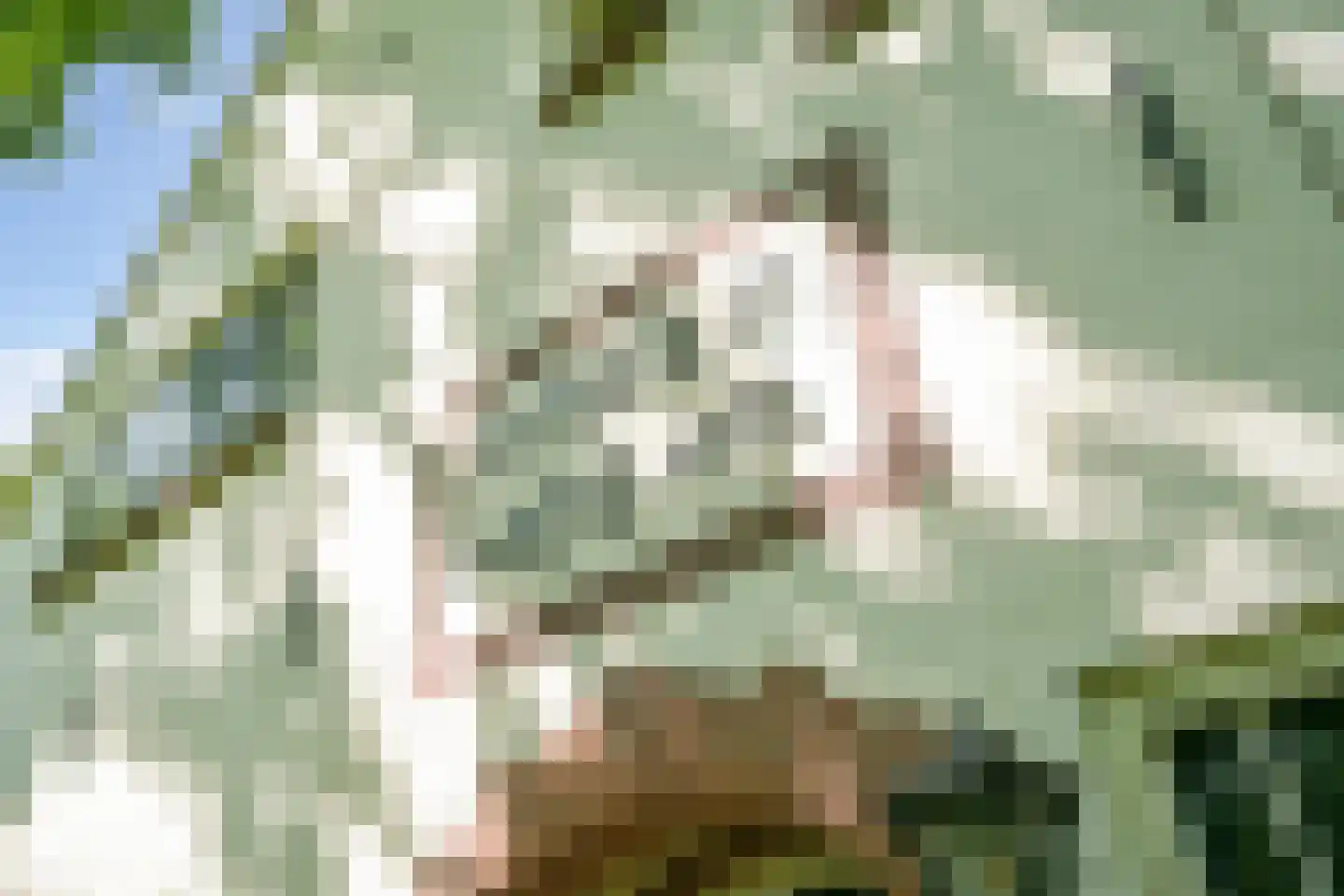Lijsterlaan 1 Wassenaar thumbnail 5