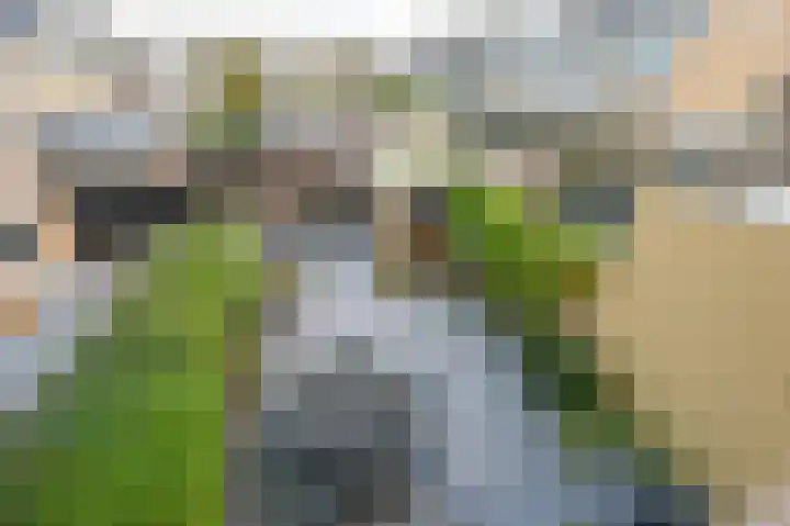 Lijsterlaan 136 Maassluis thumbnail 31
