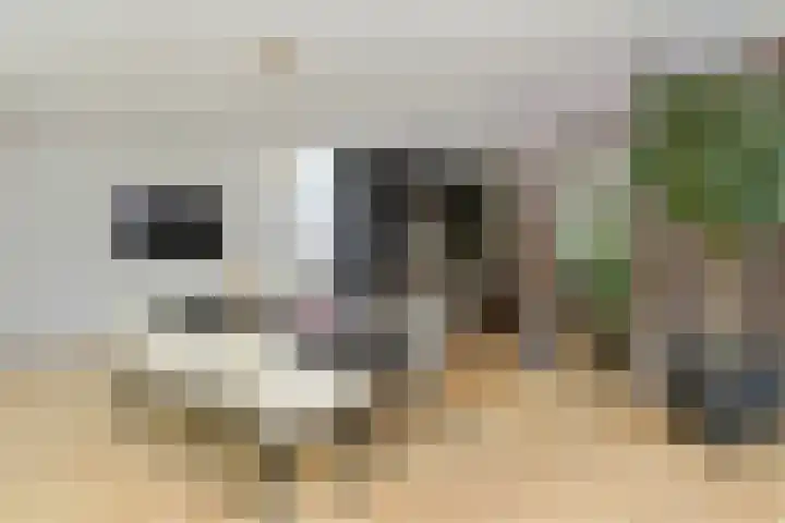 Lijsterlaan 18 Eindhoven thumbnail 19