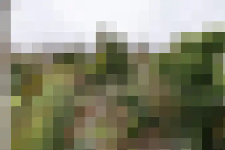 Lijsterlaan 363 Bussum thumbnail 18