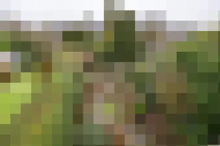 Lijsterlaan 363 Bussum thumbnail 19