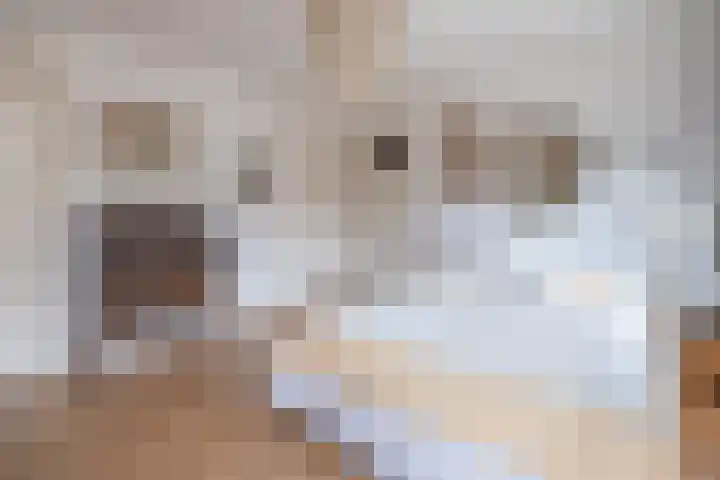 Lijsterlaan 363 Bussum thumbnail 21