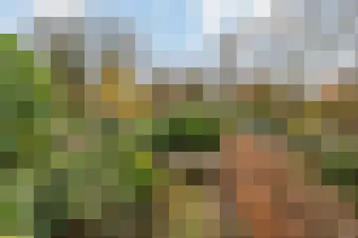 Lijzij 88 Huizen thumbnail 5