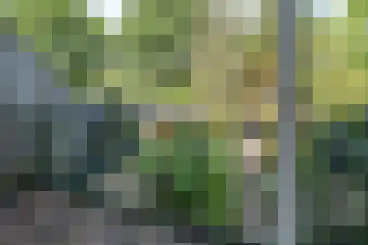 Lijzij 98 Huizen thumbnail 23