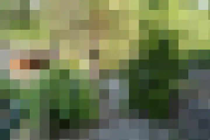 Lijzij 98 Huizen thumbnail 24