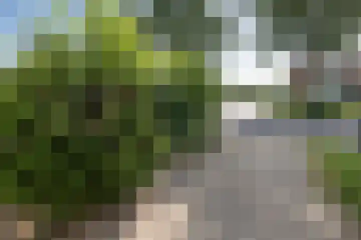 Lijzij 98 Huizen thumbnail 43