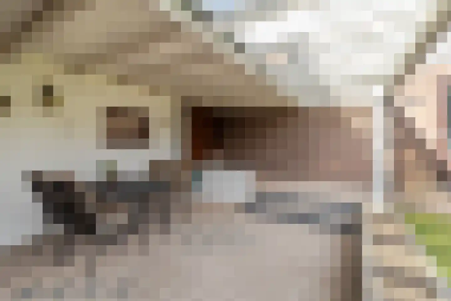 Limbrichterstraat 17 Nieuwstadt thumbnail 34