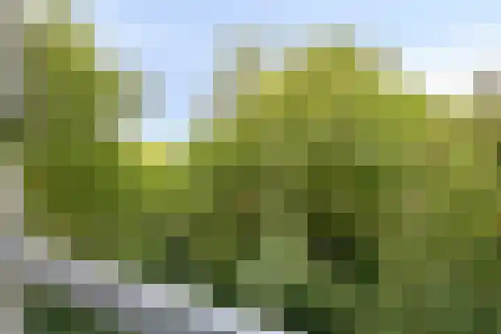 Limburglaan 103 Eindhoven thumbnail 36