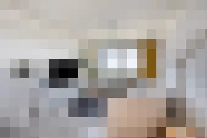 Limburglaan 211 Eindhoven thumbnail 13