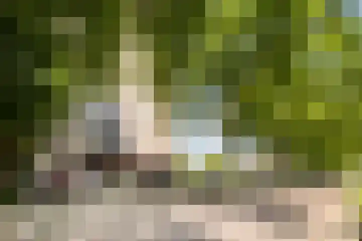 Limburglaan 211 Eindhoven thumbnail 6