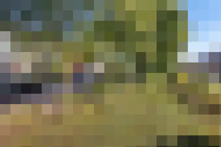 Linde 26 Leek thumbnail 35