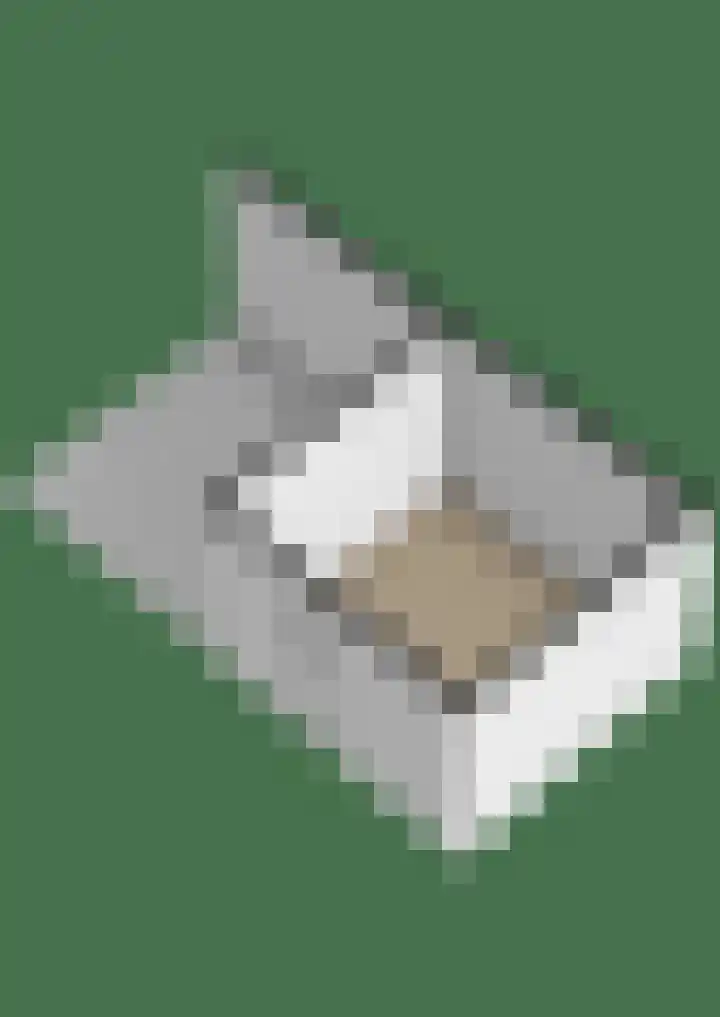Linde 26 Leek thumbnail 49